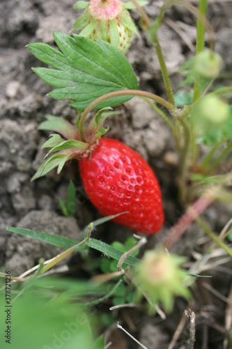 Strawberry | Fraise