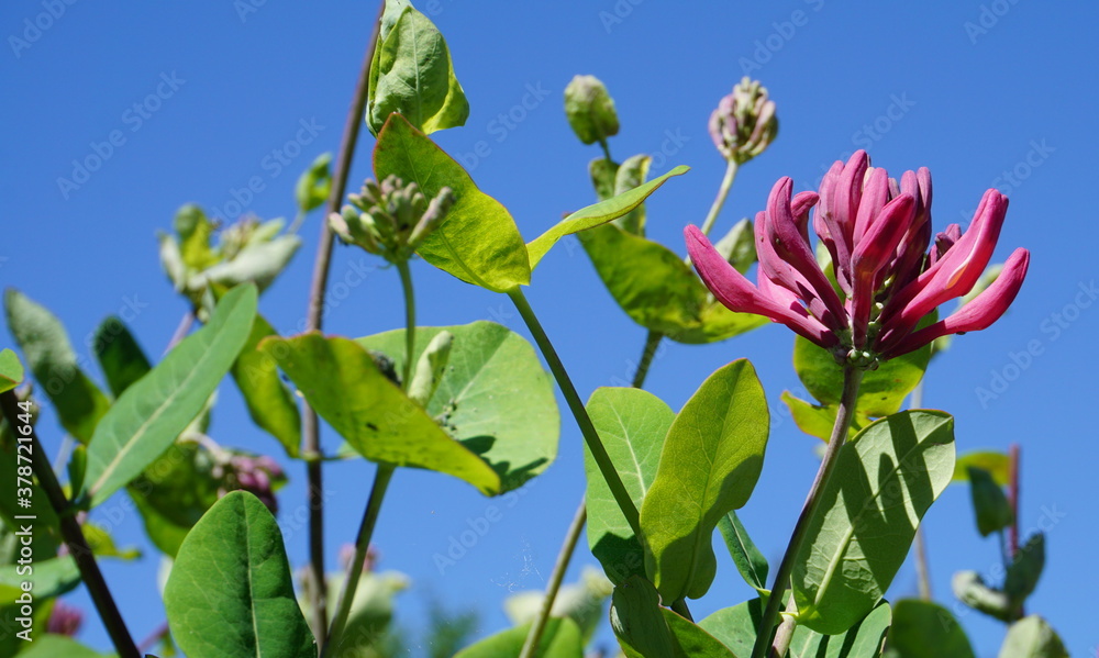 Honeysuckle flowers on blue sky background close up.. Lonicera periclymenum flowers, common names honeysuckle, common honeysuckle, European honeysuckle or woodbine in bloom. Honeysuckle flowers on blue sky background close up.. Lonicera periclymenum flowers, common names honeysuckle, common honeysuckle, European honeysuckle or woodbine in bloom.