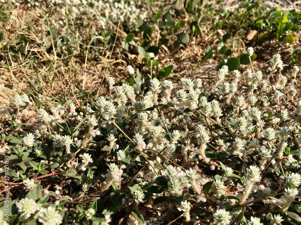 wild and sharp herbs on the ground wild and sharp herbs on the ground