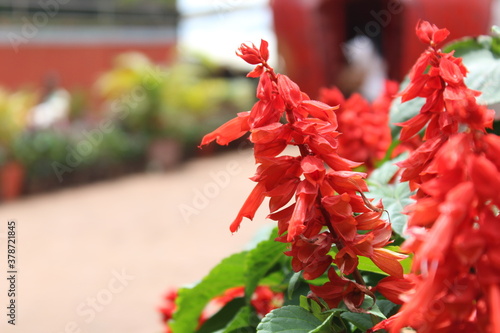 Beautiful red flowers from garden of panchgani