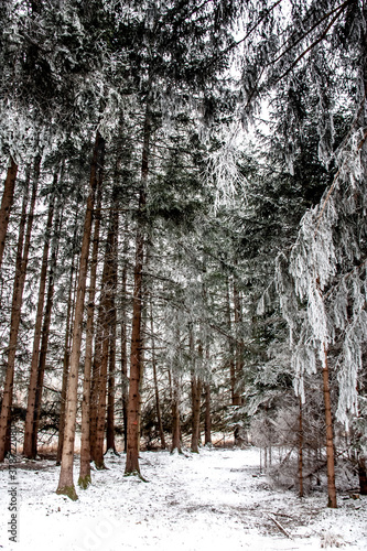 Waldweg, Rückegasse im Winter zwischen hohen und schneebedeckten Fichten