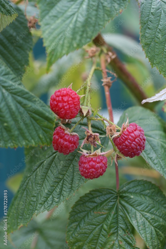 Raspberry | framboise Raspberry | framboise