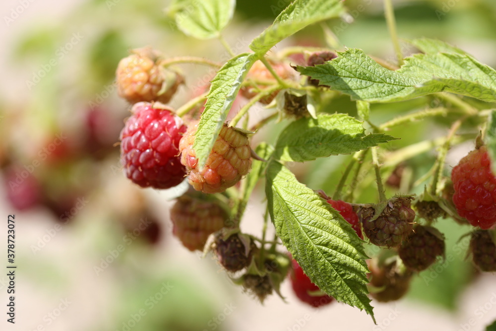 Raspberry | framboise Raspberry | framboise