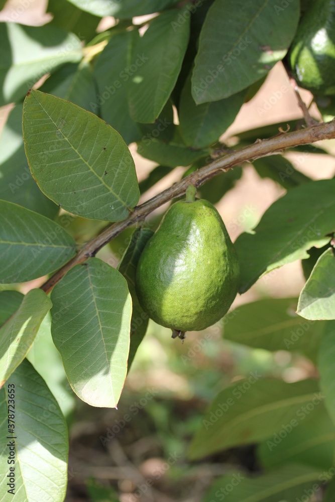 Guava | Goyave Guava | Goyave
