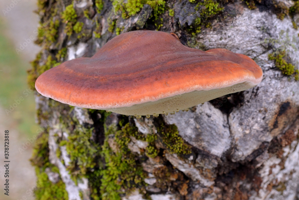 WOOD FUNGUS FISTULINA HEPATICA ALSO KNOWN AS BEEFSTEAK POLYPORE OR OX TONGUE OR TONGUE MUSHROOM. WOOD FUNGUS FISTULINA HEPATICA ALSO KNOWN AS BEEFSTEAK POLYPORE OR OX TONGUE OR TONGUE MUSHROOM.