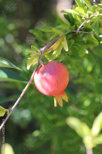 Pomegranate | Grenade