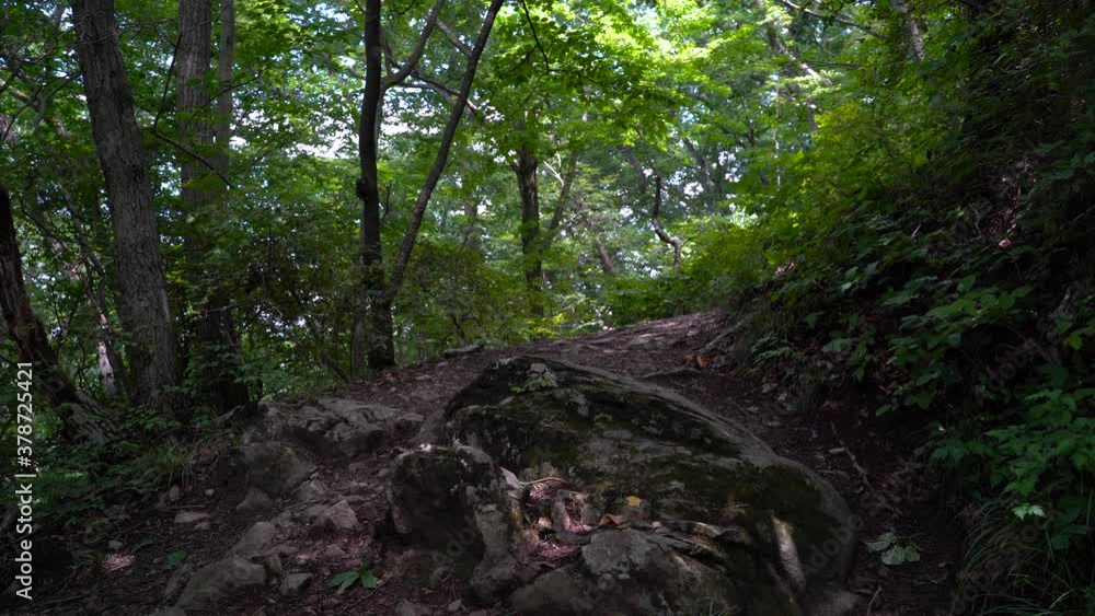 Rough Pathway In The Beautiful Forest With Little Amount Of Sunlight Shining Through - static shot Rough Pathway In The Beautiful Forest With Little Amount Of Sunlight Shining Through - static shot
