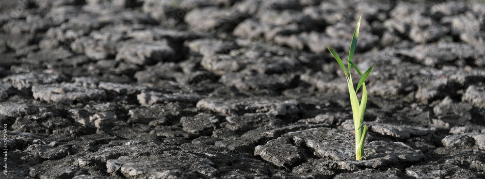 Lonely green sprout in dry cracked ground. Green plant growing through cracks in the ground, nature fighting the heat. Drought, cracked ground. Symbol of weather and climate changes, banner Lonely green sprout in dry cracked ground. Green plant growing through cracks in the ground, nature fighting the heat. Drought, cracked ground. Symbol of weather and climate changes, banner