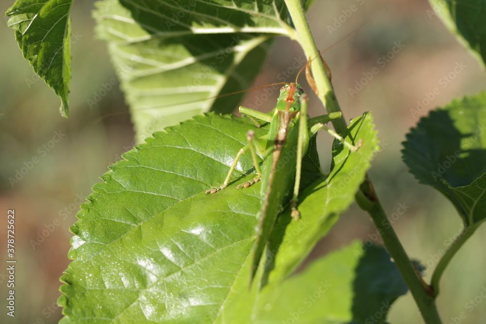 Insect | Insect Insect | Insect