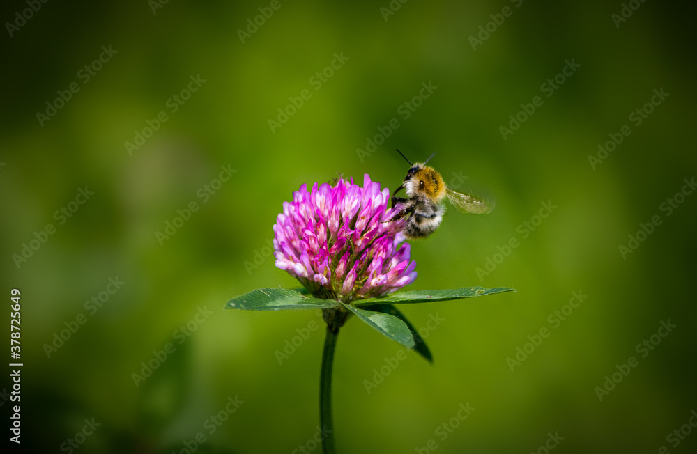 Fototapeta premium Biene auf Klee