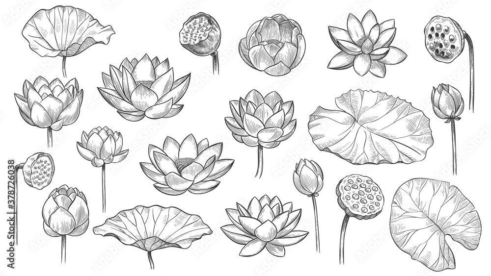 Lotus. Sketch floral composition lotus flowers and leaves, magic flower