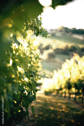 Vineyards and landscape in Italy photo
