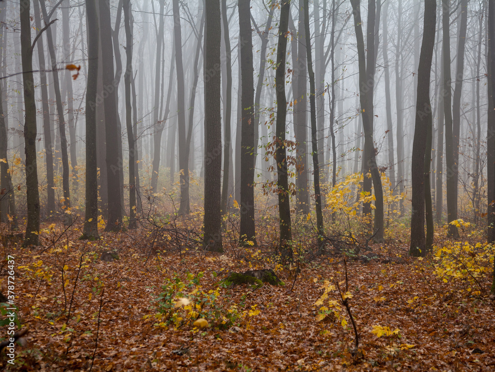 Obraz premium Fog in the forest