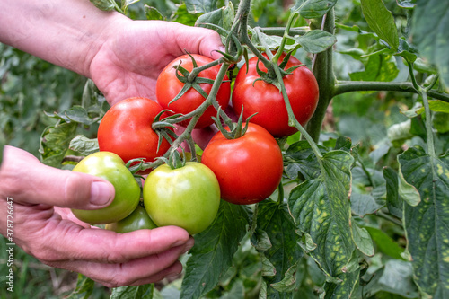 Tomaten