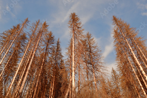 Forest of dead trees. Forest dieback in the Harz National Park  Lower Saxony  Germany  Europe. Dying spruce trees  drought and bark beetle infestation  late summer of 2020.