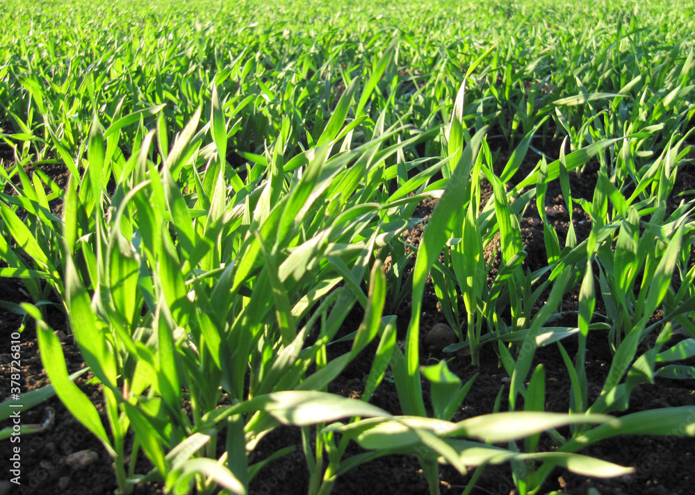 Obraz premium sprouts