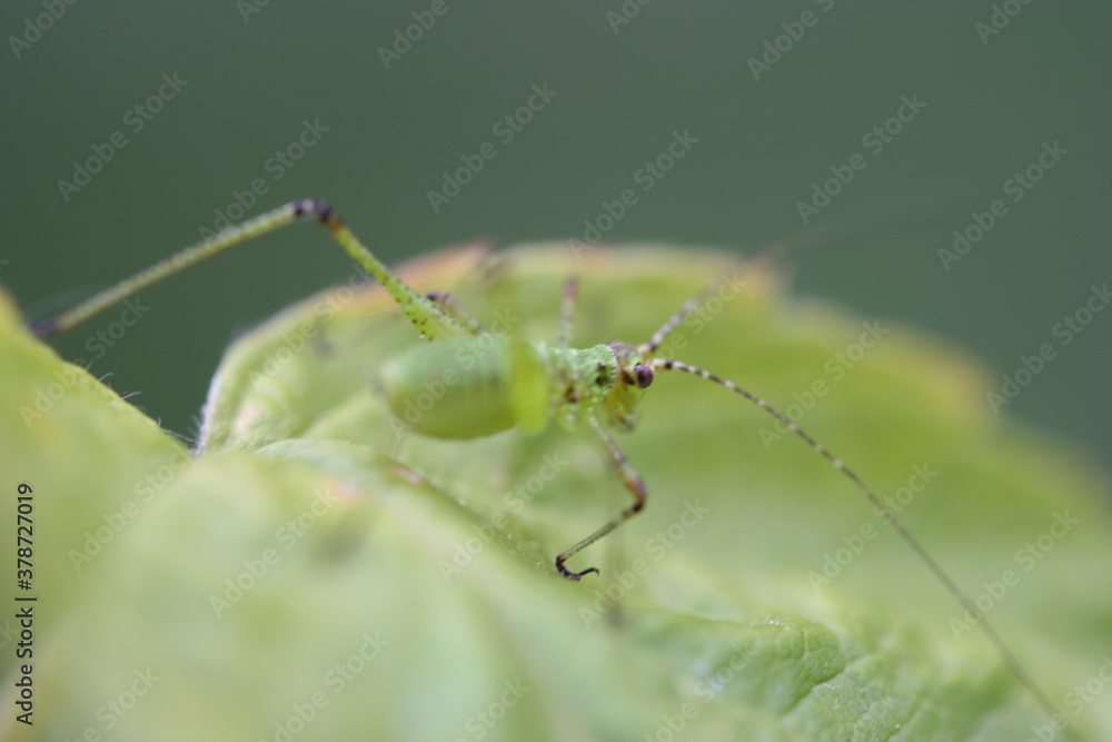 Insect | Insect Insect | Insect