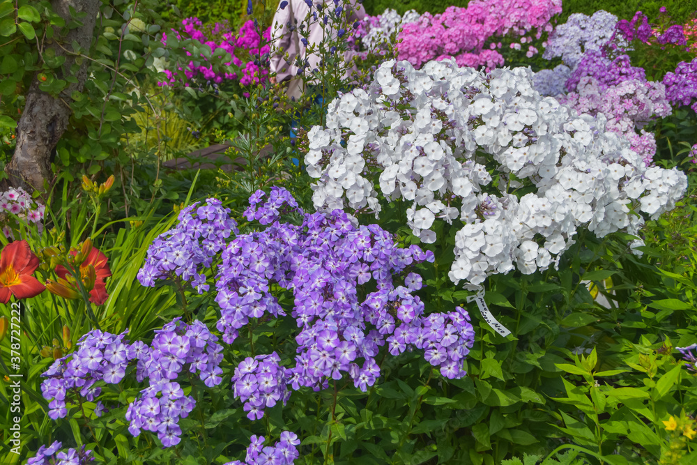 summer day in the garden outside meadow flowers summer day in the garden outside meadow flowers