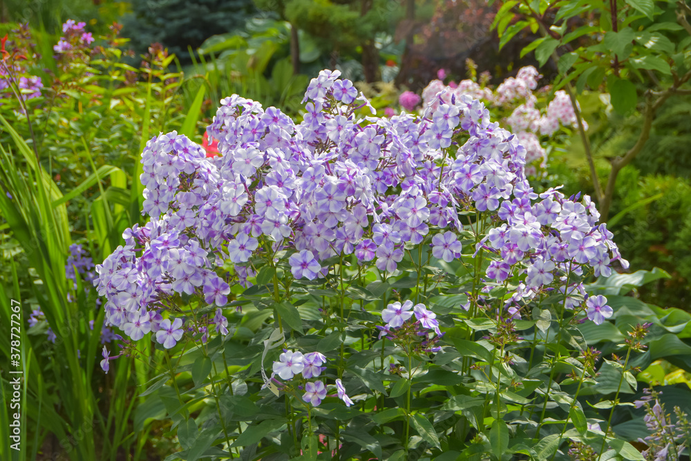 summer day in the garden outside meadow flowers summer day in the garden outside meadow flowers