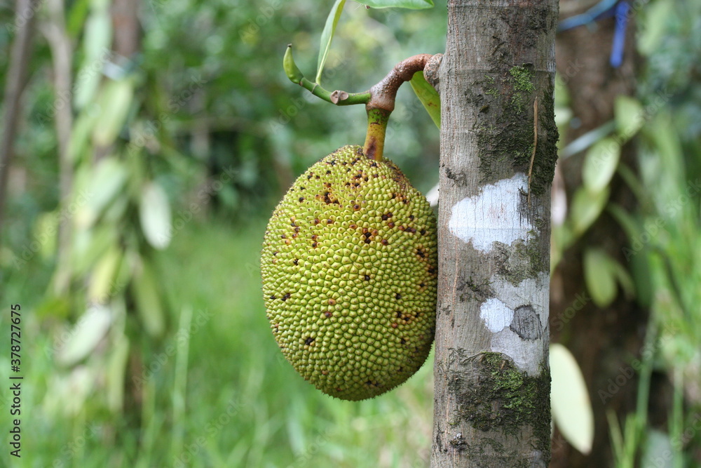 Jackfruit | Jacquier Jackfruit | Jacquier