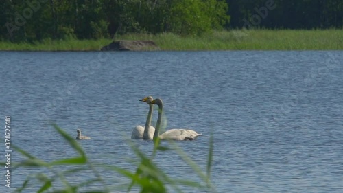 Whooper swan, cygnus cygnus family feeding and swimming in a beautiful lake scenery. 60fps shot. photo