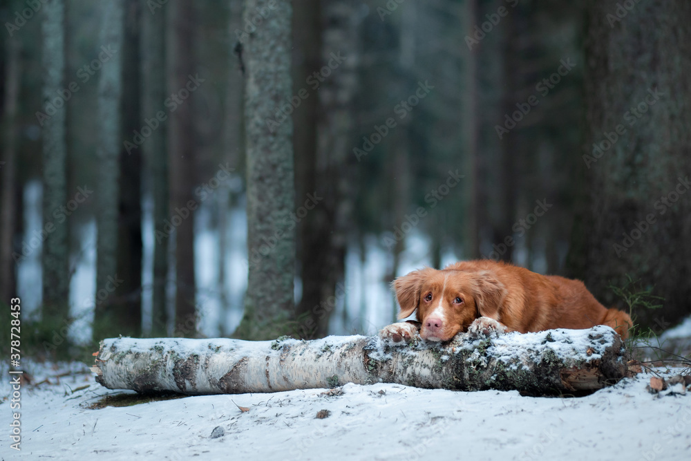 dog in the forest in winter. Nova Scotia Duck Tolling Retriever rests on a log in the trees