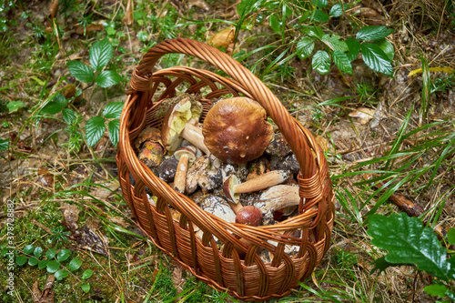 kosz grzybów na leśnej drodze , grzybiarz ,grzybobranie, grzyby 