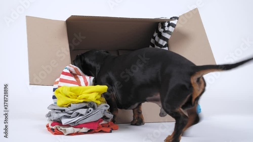  ardboard box with clothes inside and near. Cute little black and tan dachshund goes and pushes its nose everywhere. Concept of moving to new apartment, packs for travel or storage system. photo