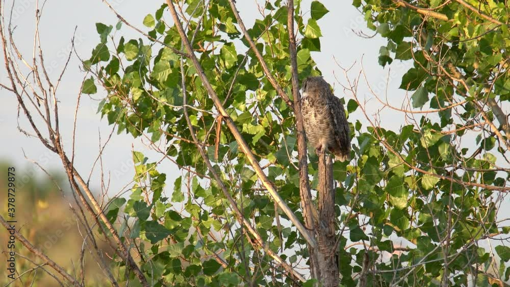 Great Horned Owl perching on a tree branch in a sleepy mood Great Horned Owl perching on a tree branch in a sleepy mood