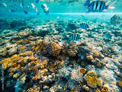 Fototapeta Naklejka Na Ścianę i Meble -  Carall reef of the red sea. Egypt