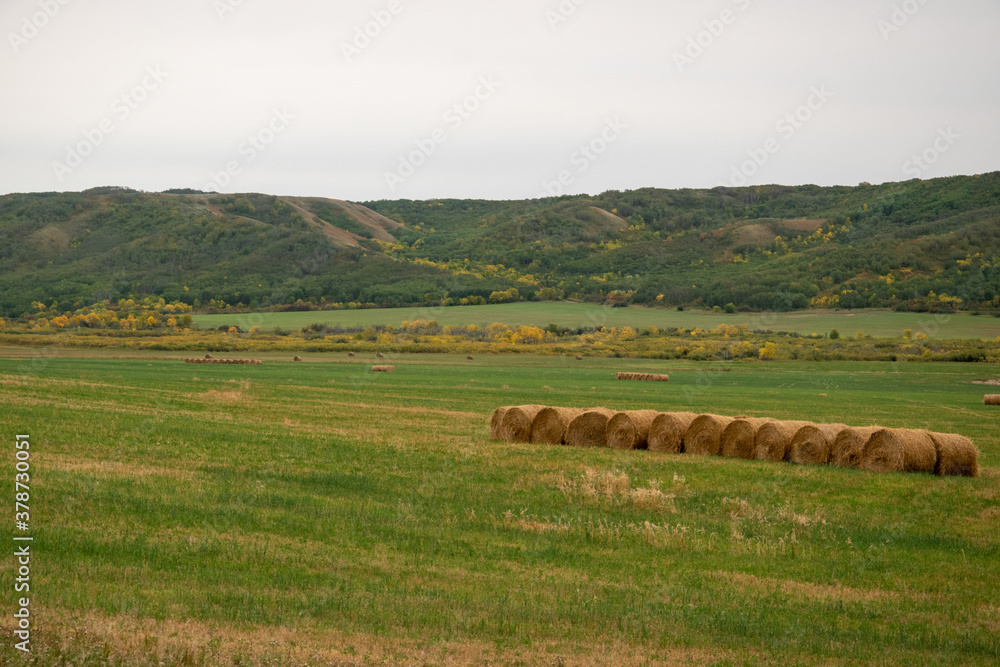 Fresh hay newly baled still in the field Fresh hay newly baled still in the field