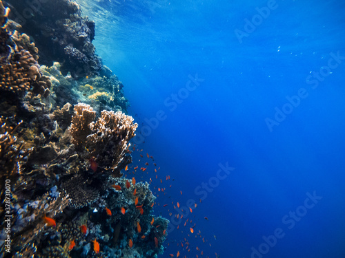 Underwater scene with coral reef in the Red Sea and rays of the sun shining through the water