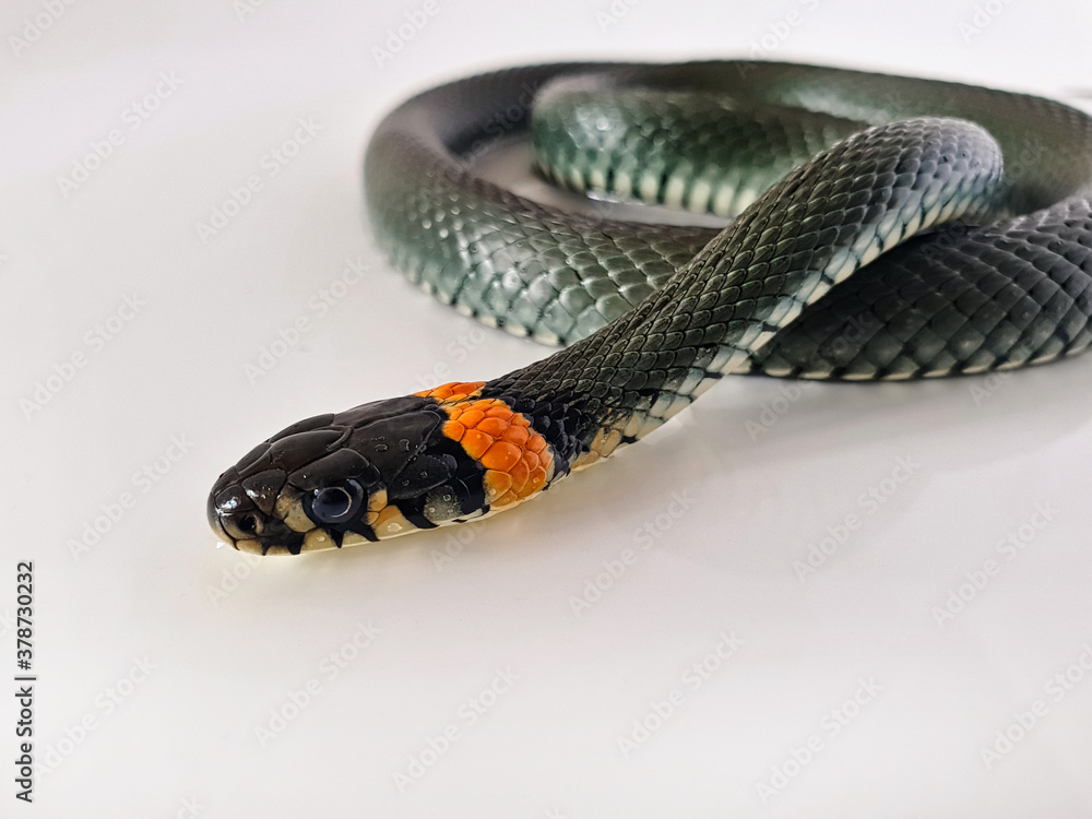Naklejka premium Non-venomous snake on a white background. A macro shot of a snake.