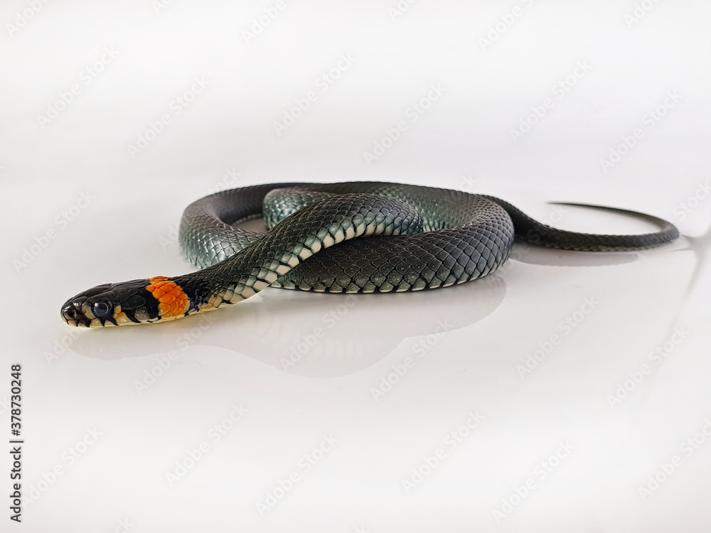 Naklejka premium Non-venomous snake on a white background. A macro shot of a snake.