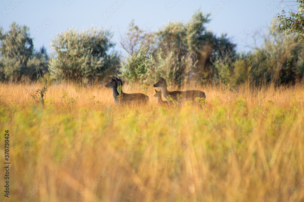 roe deer herd with cub between trees graze in high yellow-green grass in the tree shadow. view from the grass level roe deer herd with cub between trees graze in high yellow-green grass in the tree shadow. view from the grass level