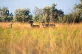 roe deer herd with cub between trees graze in high yellow-green grass in the tree shadow. view from the grass level