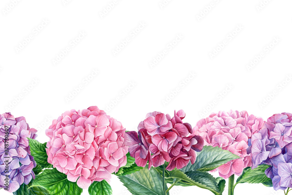 Greeting card, flora design, hydrangea flowers, isolated white background. Watercolor botanical illustration Greeting card, flora design, hydrangea flowers, isolated white background. Watercolor botanical illustration