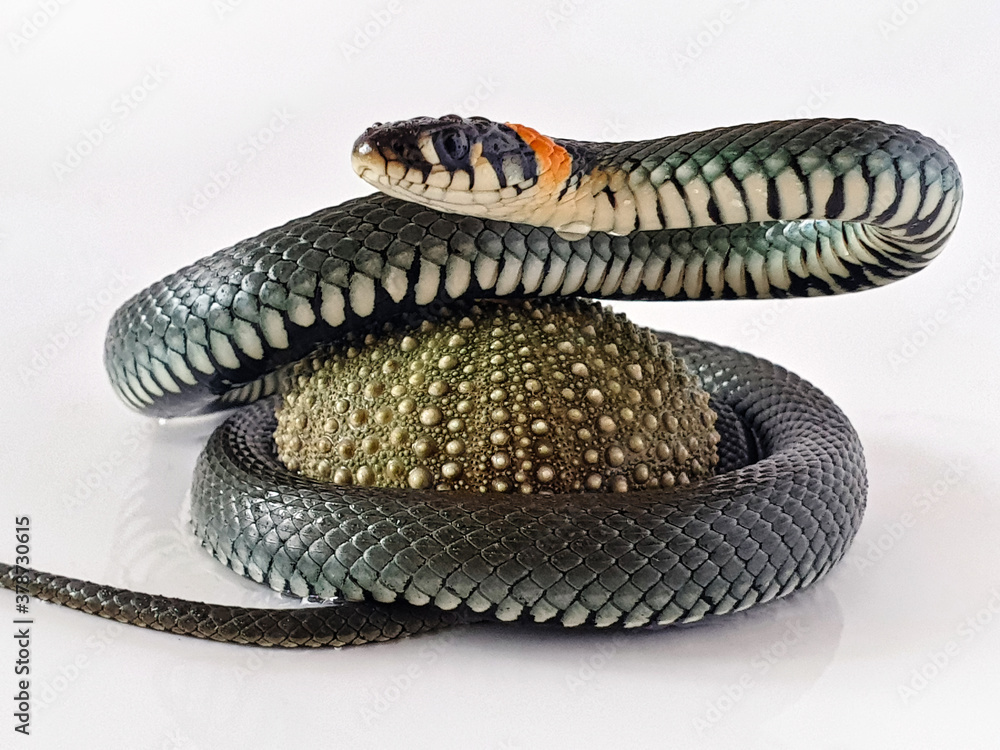 Naklejka premium Non-venomous snake on a white background. A macro shot of a snake.