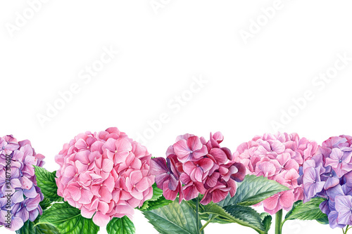 Fototapeta Naklejka Na Ścianę i Meble -  Greeting card, flora design, hydrangea flowers, isolated white background. Watercolor botanical illustration