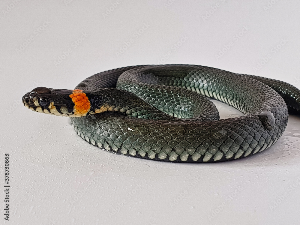 Naklejka premium Non-venomous snake on a white background. A macro shot of a snake.