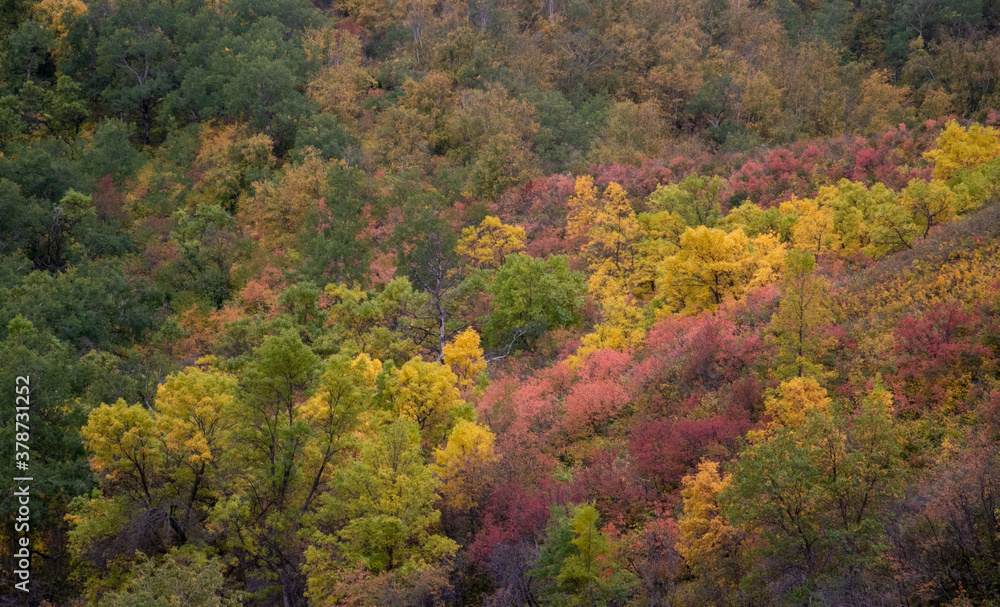 Group of trees turning color in Autumn.