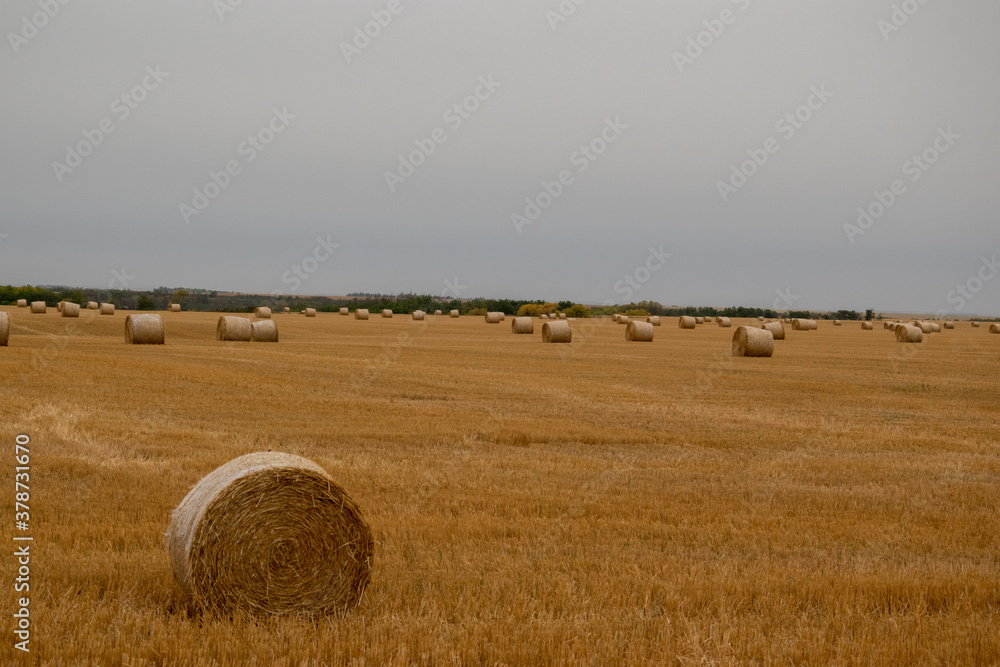 Fresh hay newly baled still in the field