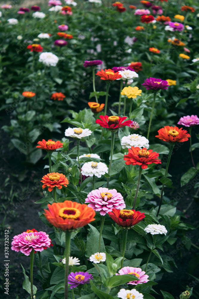 White, orange and red decorative flowering zinnias in the flowerbed. The flowerbed.