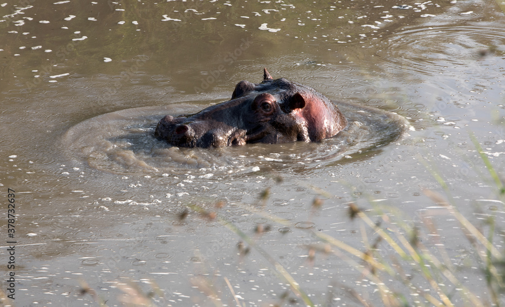 Fototapeta premium Hippopotamus (Hippopotamus amphibious) Head Shot, Kenya.
