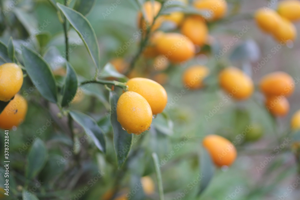 Kumquat | Kumquat