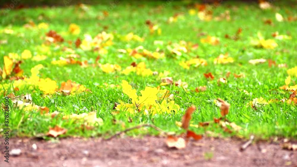 Fallen leaves lie on the grass . Autumn season. Hello autumn. Oak leaves lie on the grass . Fallen leaves lie on the grass . Autumn season. Hello autumn. Oak leaves lie on the grass .