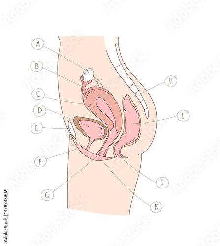 Side on view of the female reproductive and urinary system