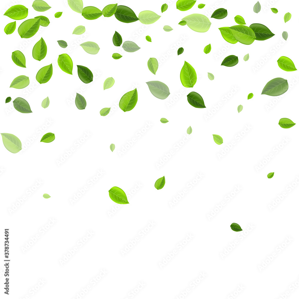 Mint Foliage Falling Vector Brochure. Motion Mint Foliage Falling Vector Brochure. Motion