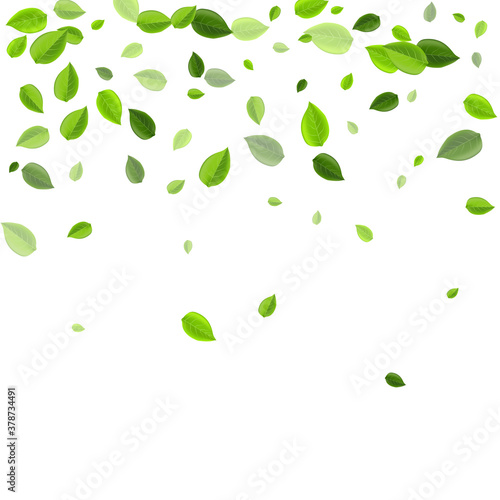 Wallpaper Mural Mint Foliage Falling Vector Brochure. Motion  Torontodigital.ca