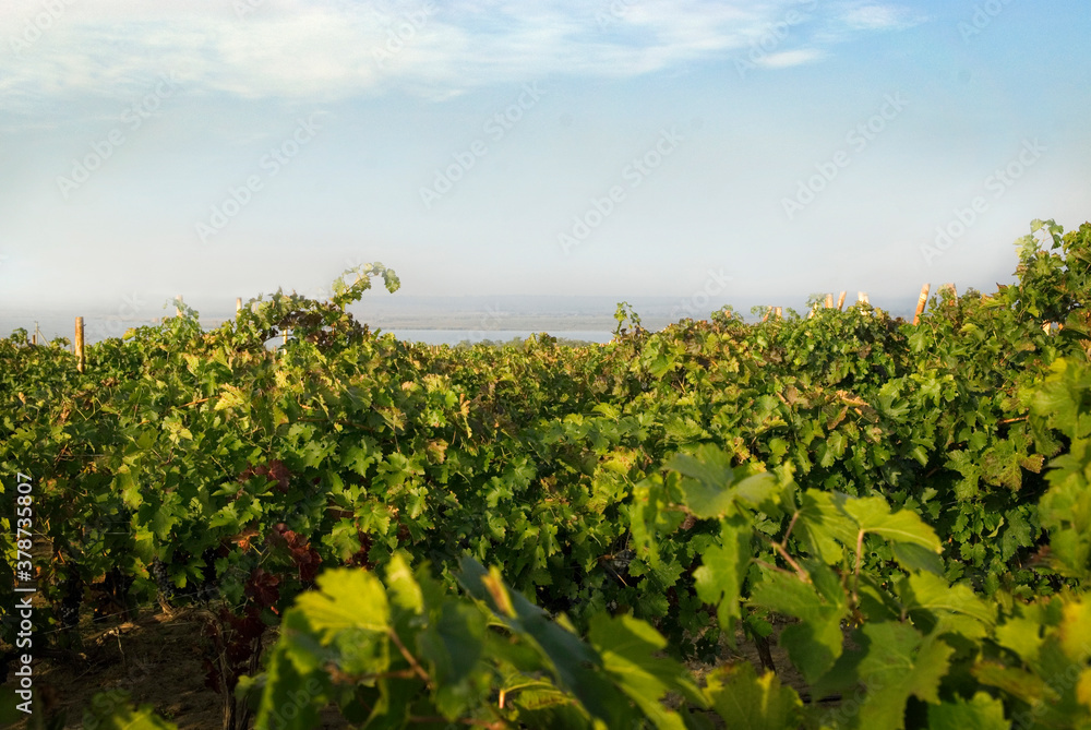 Vineyard, vines and sky
